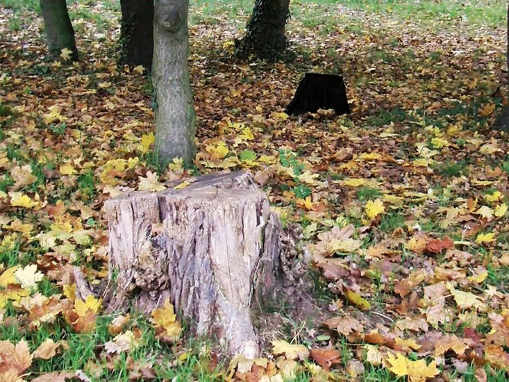 >I Want to be a Tree Stump